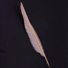 Pale Pink Goose Wing Feather